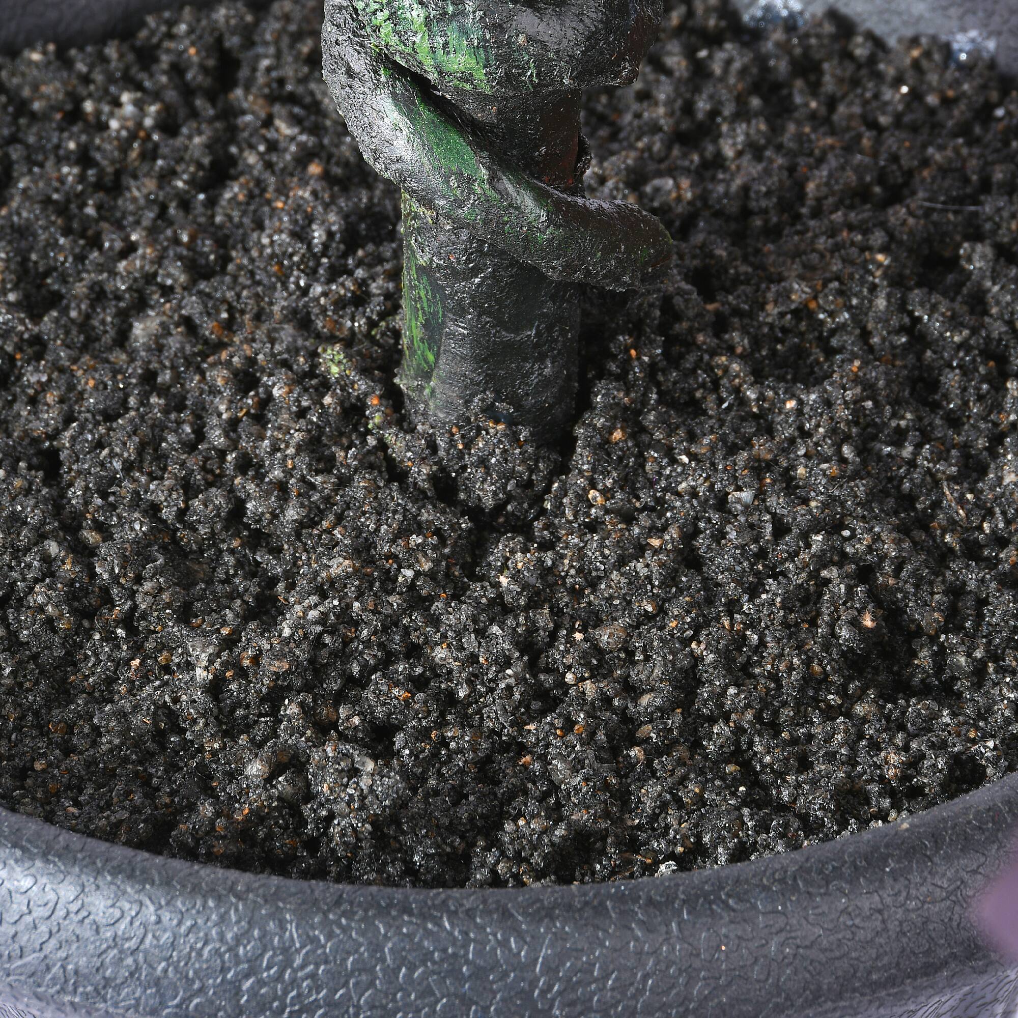 48" Potted Halloween Black Oak Tree